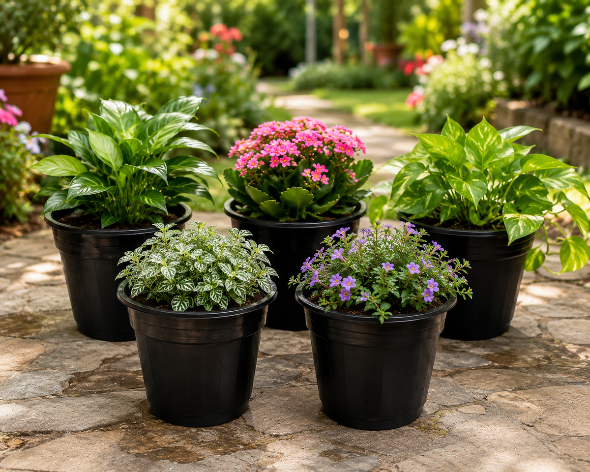 6 Inch Designer Pots